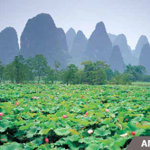 Màn cuốn tranh ANNA ANP 015